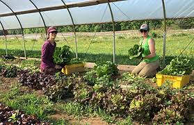 Agricultural Wonders of Plymouth, NH: Discover the Best Farms