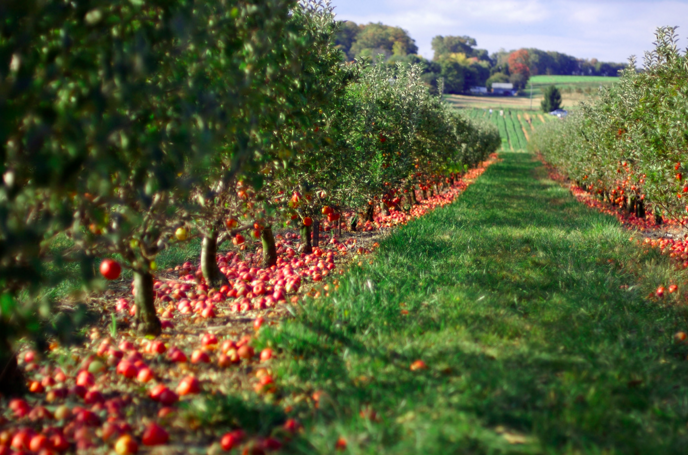 Plan Your Visit to Picnic Rock Farms for a Day of Apple Picking